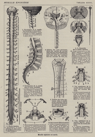 Vintage print of human spine whereapy